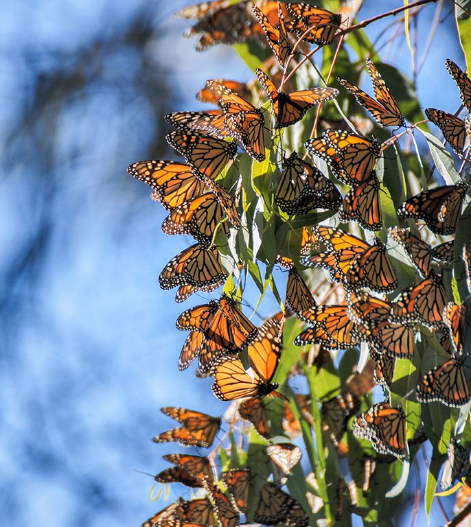 Monarch Grove Sanctuary  in Pacific Grove CA