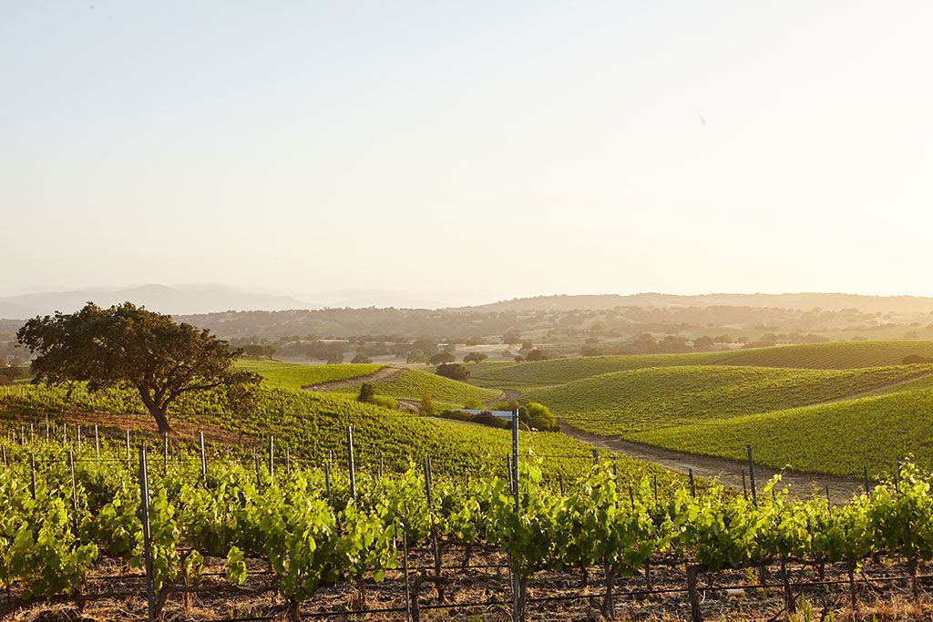 Wineries in Santa Barbara CA