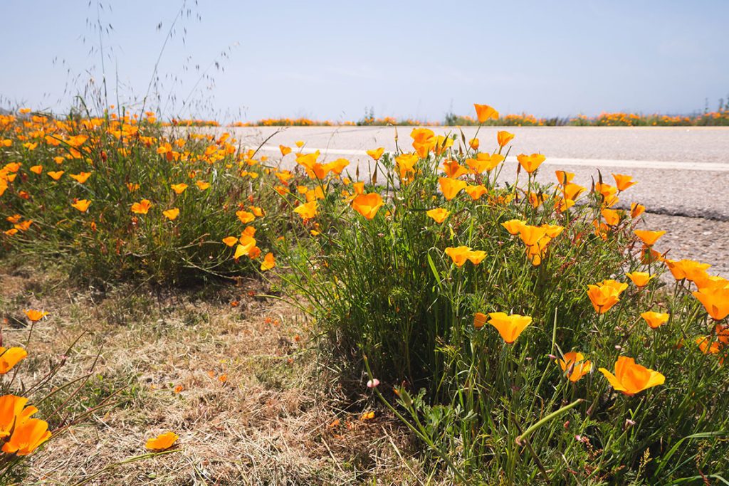 California Poppies Route 1 Pacific Coast Highway