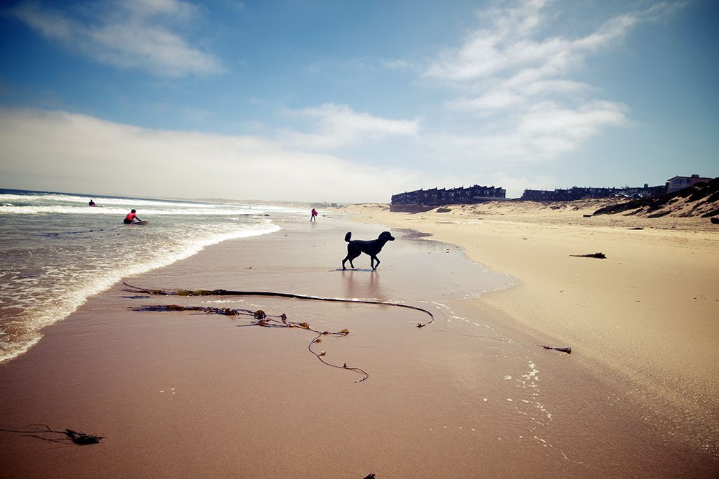 Dog friendly Beaches in Monterey California
