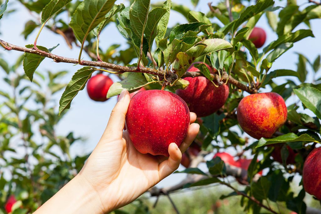 San Luis Obispo Apple Picking