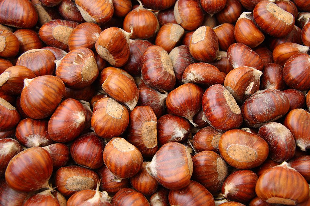 U Pick Chestnuts in San Francisco and Bay Area