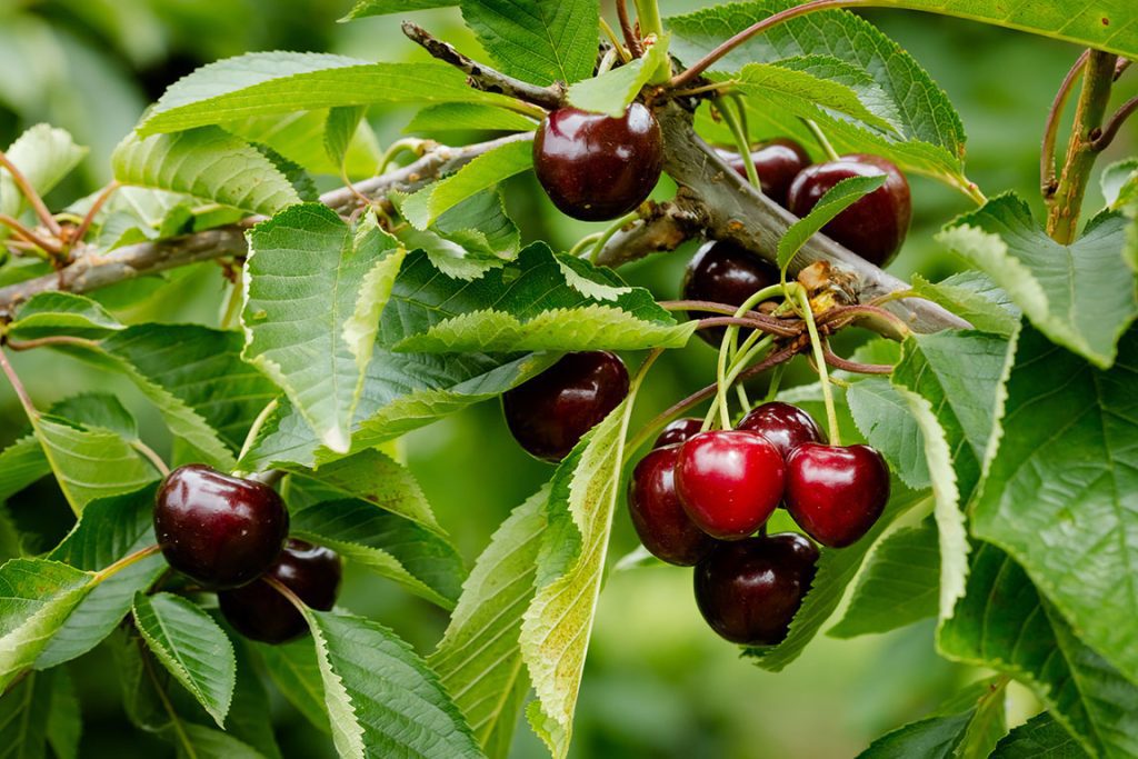 U Pick Cherry Tree Farms in California