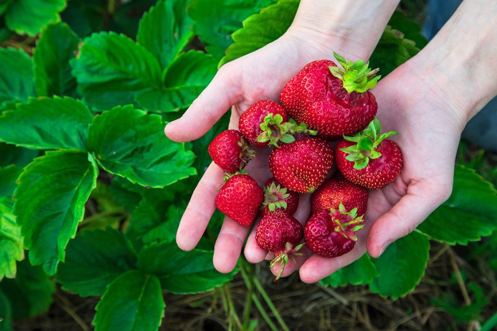 U Pick Strawberry Farms in California